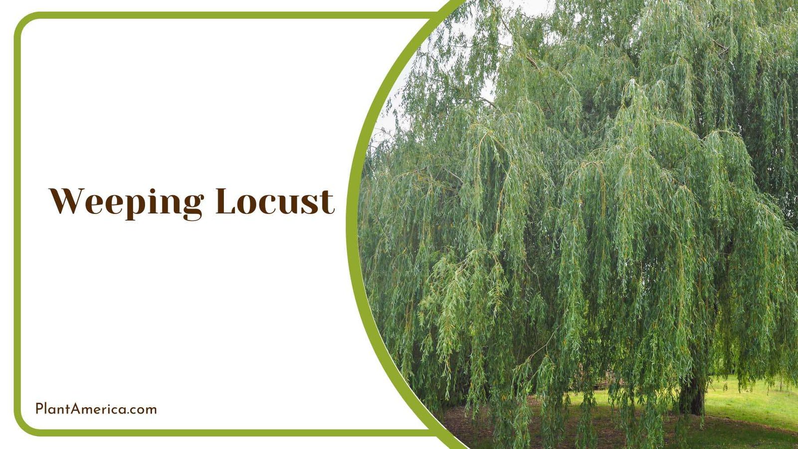 Hanging Weeping Locust Plant America