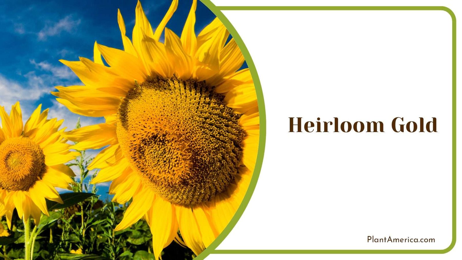 Heirloom Gold Blomms Plant America