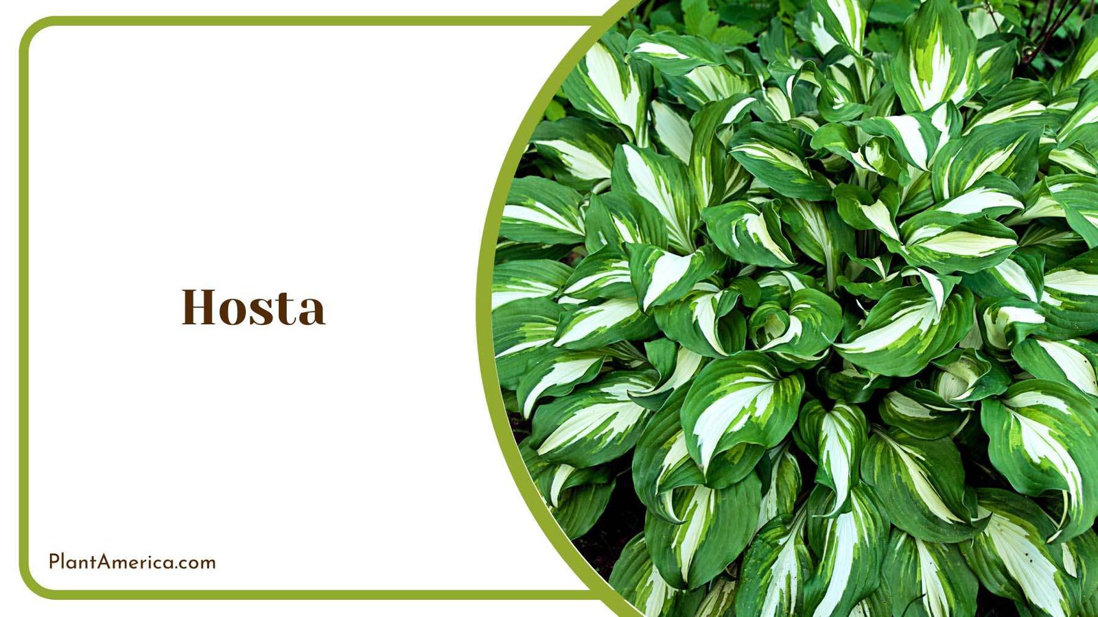Hosta Shade Gardens Plant America