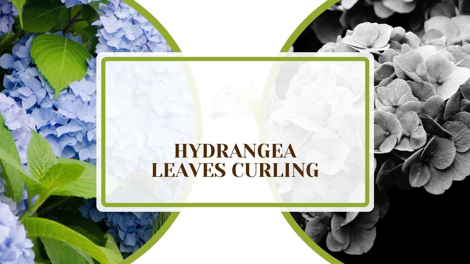 Hydrangea Leaves Curling Plant America Hydrangea Leaves Curling: The Key Reasons and Best Solutions