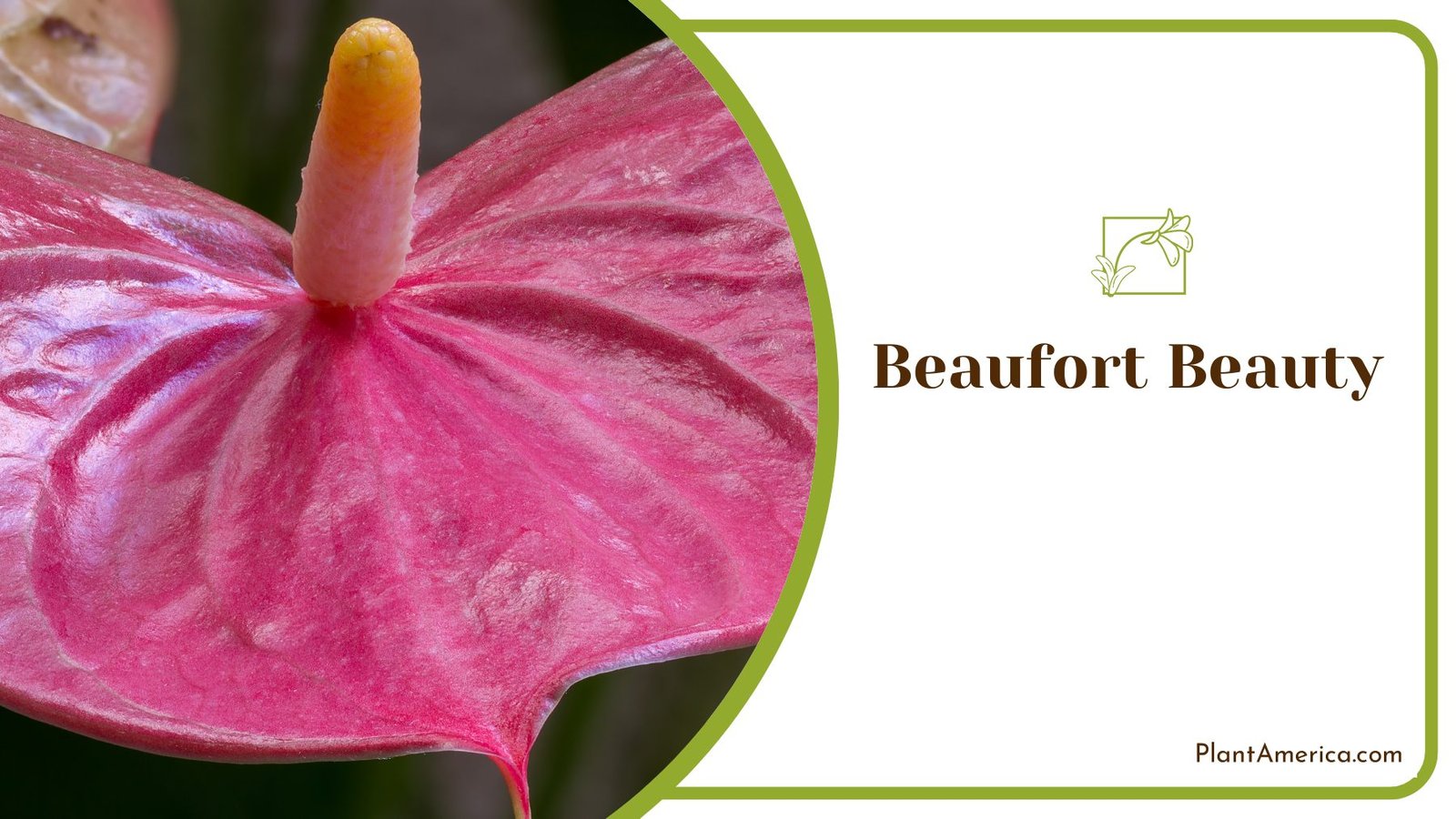 Indoor Beaufort Beauty Anthurium ~ PlantAmerica