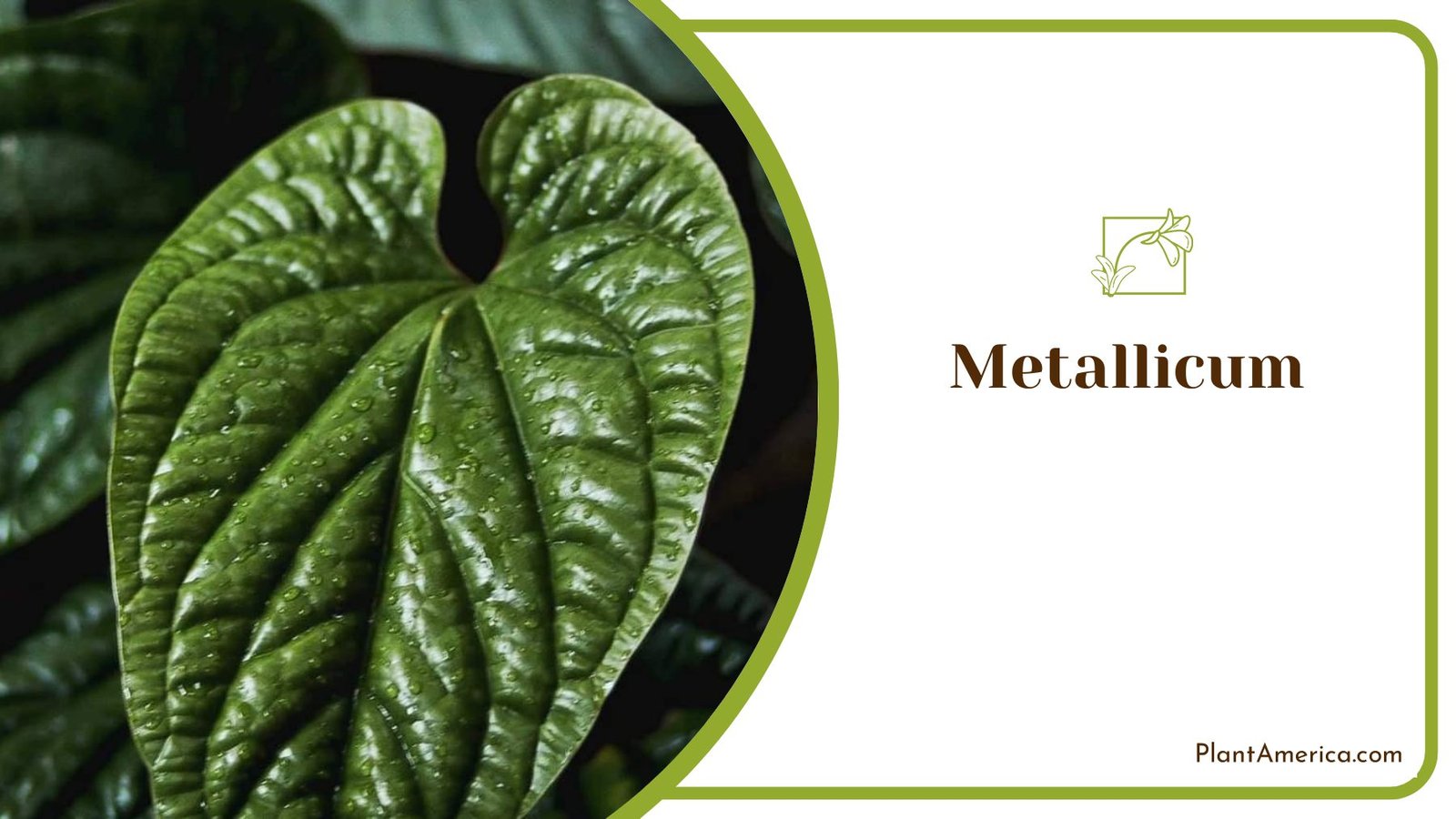 Inner Plant Crimson Metallicum Anthurium ~ PlantAmerica