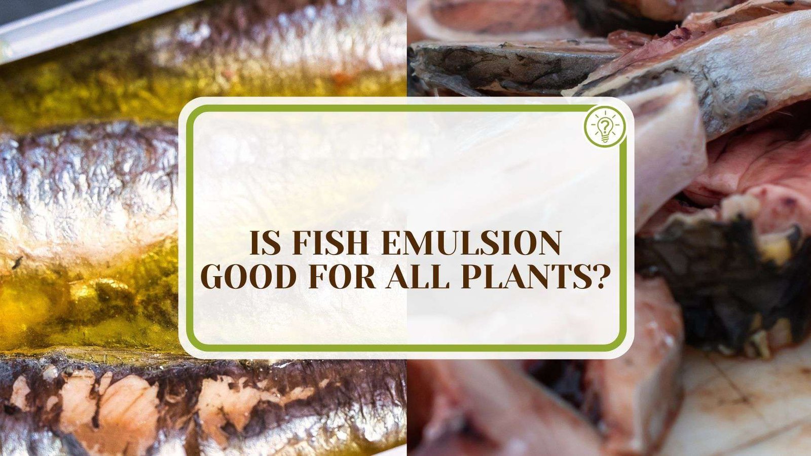 Is Fish Emulsion Good for All Plants Plant America Is Fish Emulsion Good for All Plants? Ways To Use It