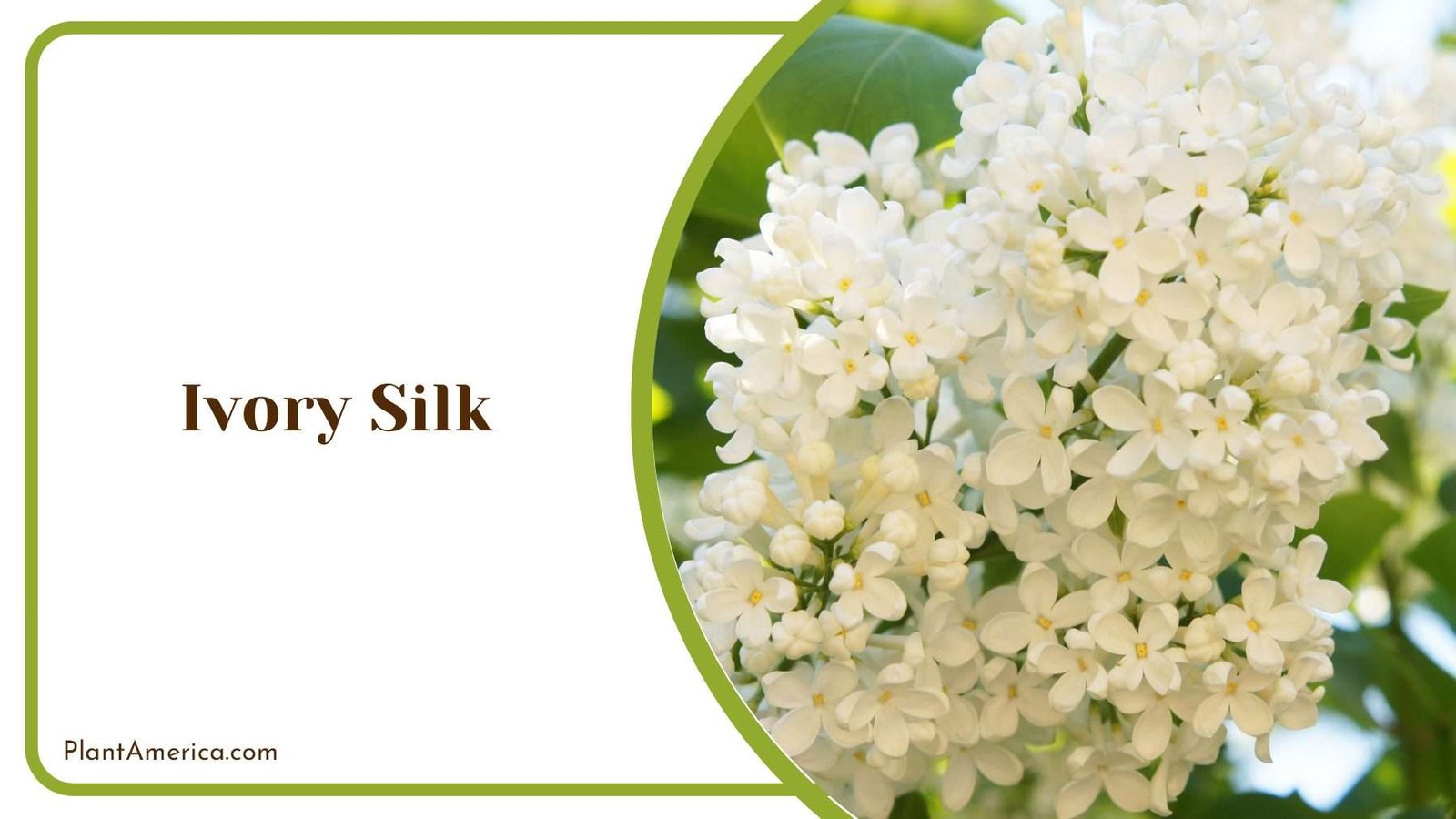 Ivory Silk Lilac Plant America