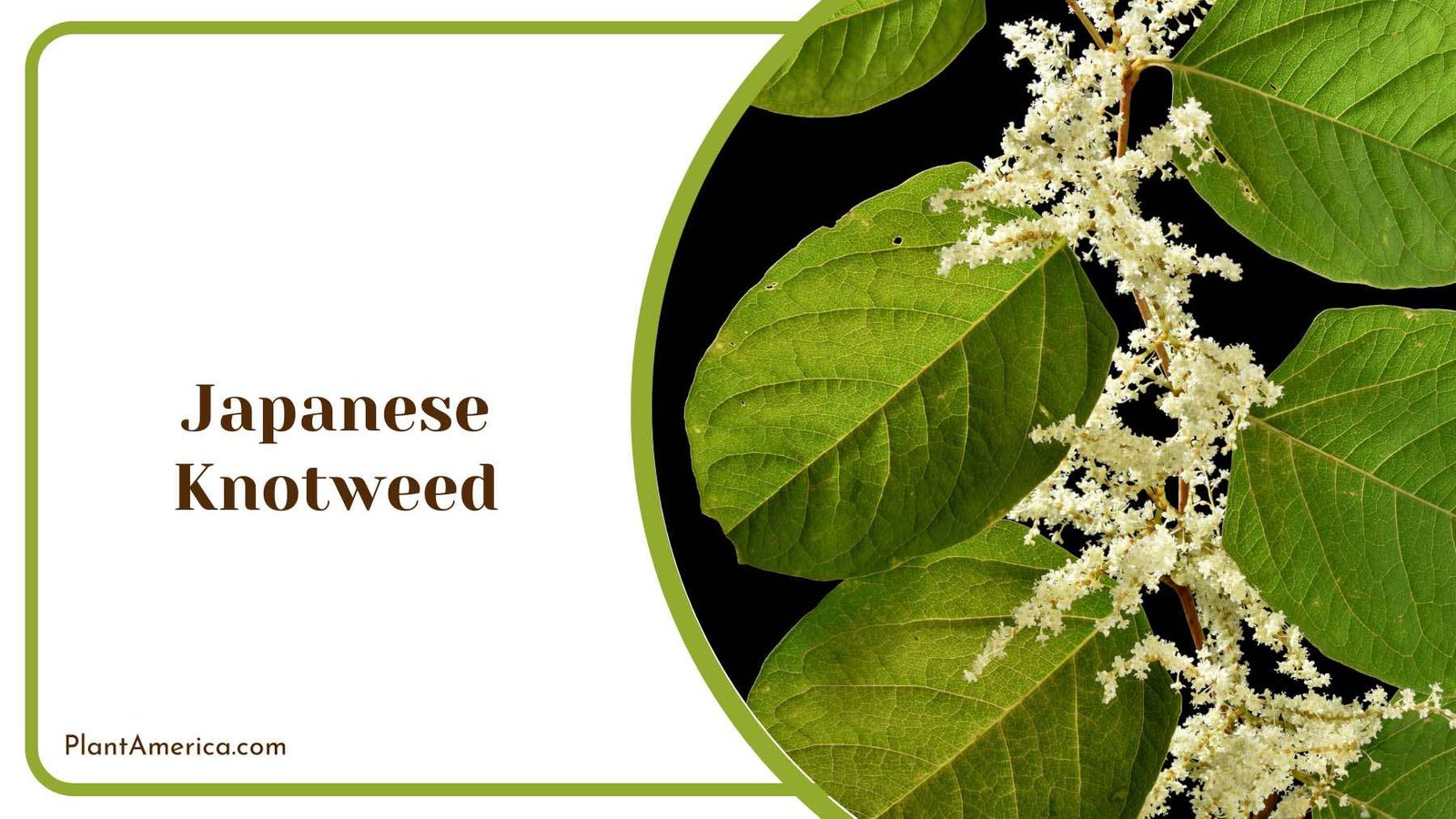 Japanese Knotweed White Tiny Flowers Plant America Japanese Knotweed White Tiny Flowers Plant America