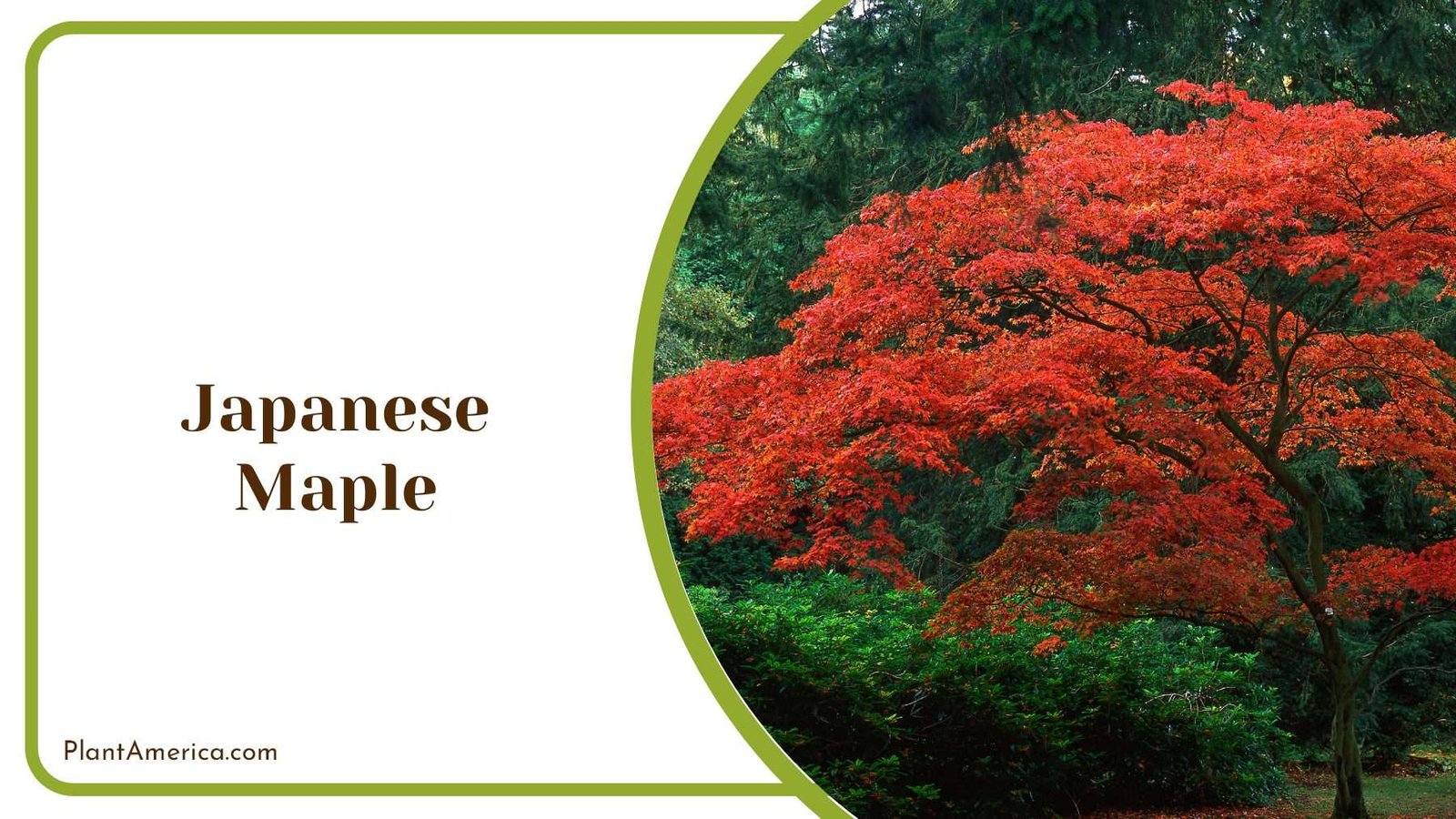 Japanese Maple Red Tree Plant America