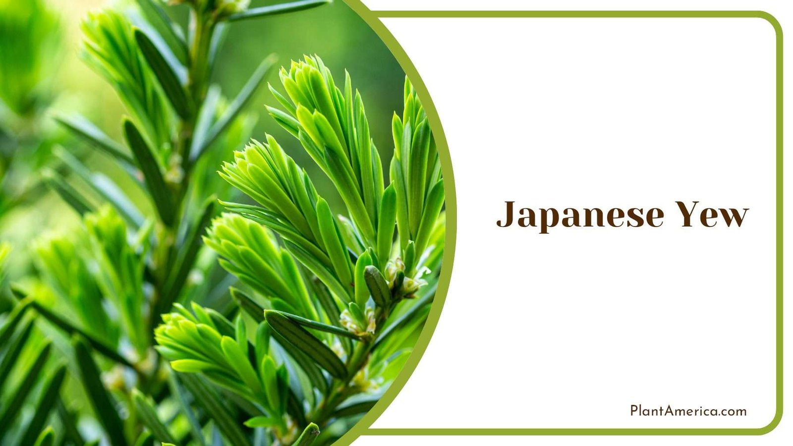 Japanese Yew Green Branch Plant America