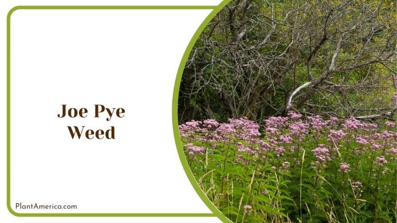 Joe Pye Weed Plant America Joe Pye Weed Plant America