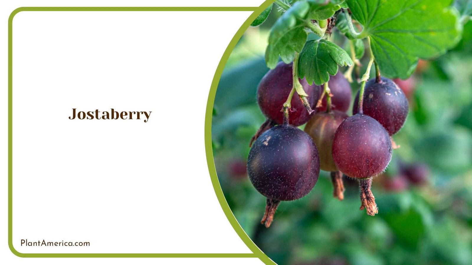 Jostaberry Delights Growing And Savoring This Unique Fruit PlantAmerica Jostaberry Delights Growing And Savoring This Unique Fruit PlantAmerica