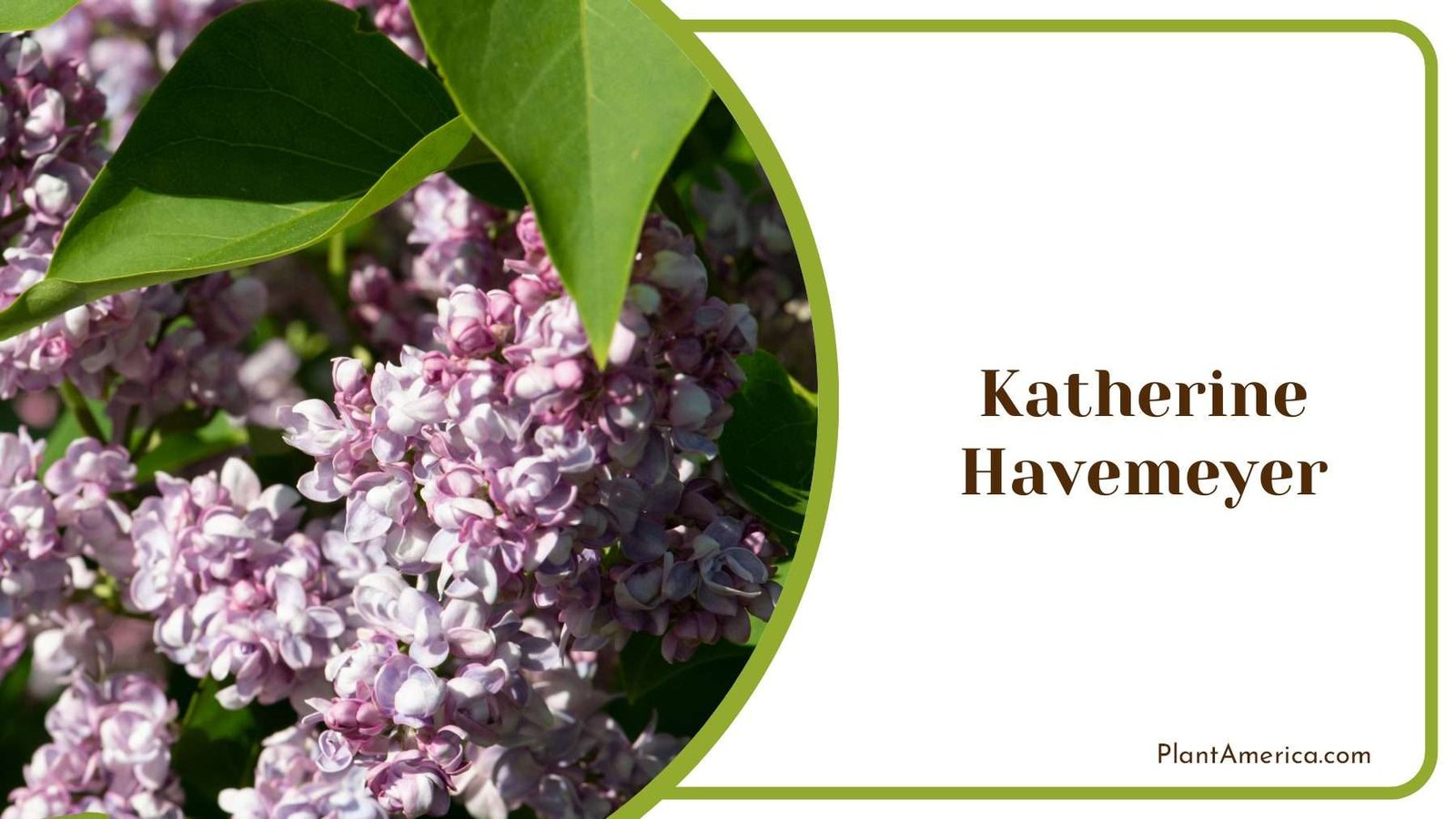 Katherine Havemeyer Lilac Flower Plant America