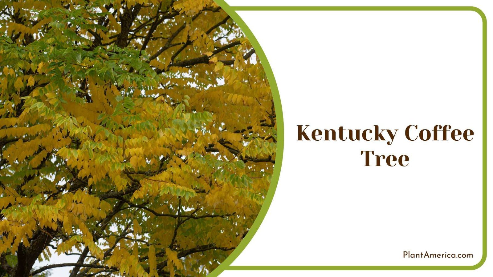 Kentucky Coffee Trees Plant America