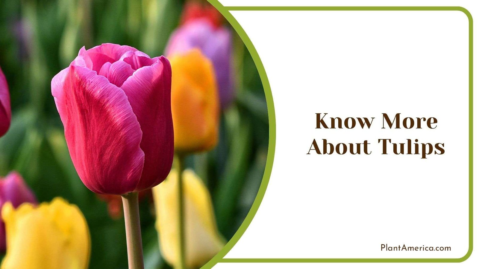 Know More About Tulips Plant America Know More About Tulips Plant America