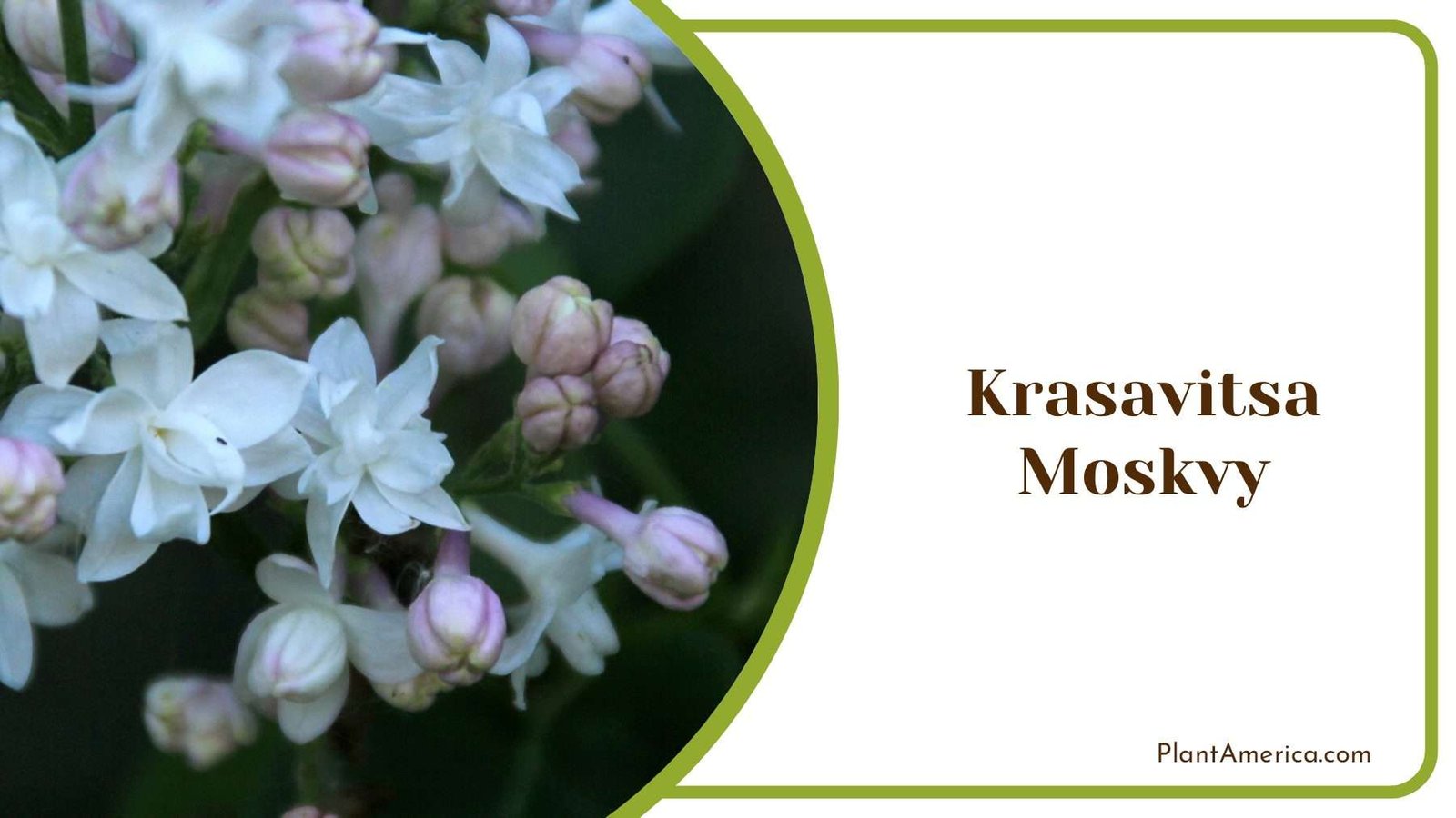 Krasavitsa Moskvy White Blooms Plant America