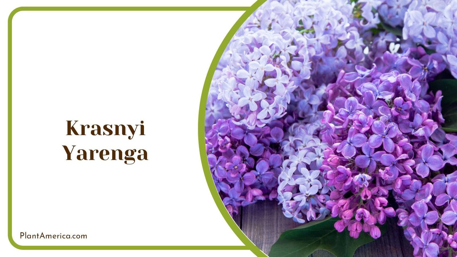 Krasnyi Yarenga Flowers Plant America