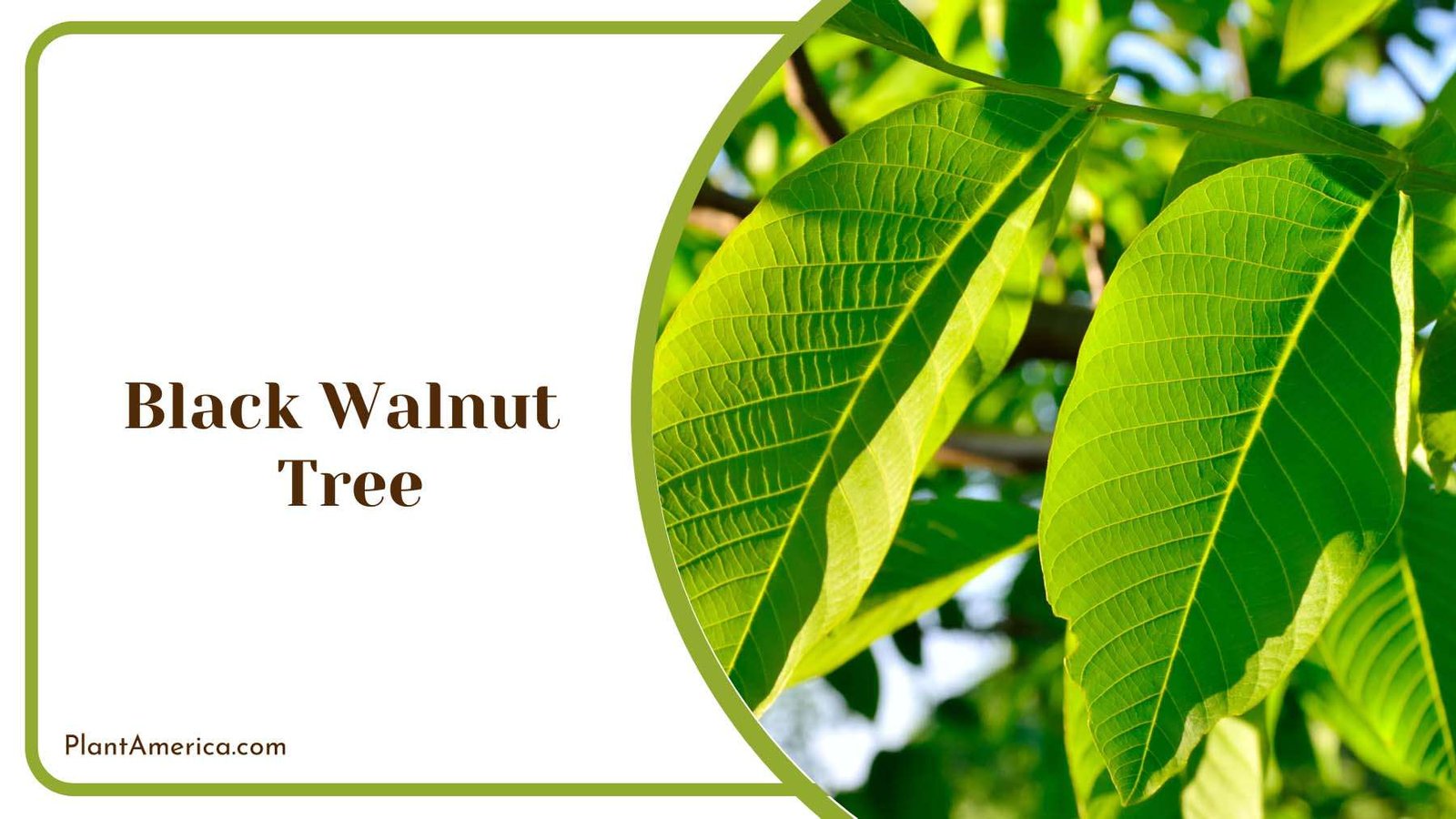 Large Leaves of Black Walnut Plant America