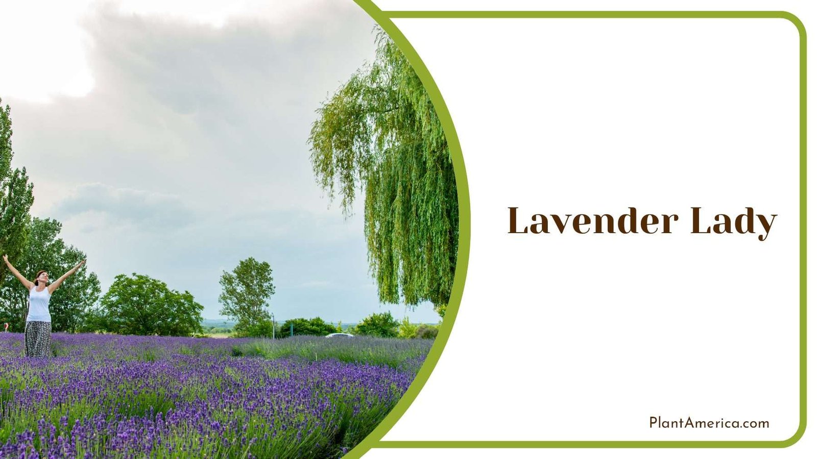 Lavender Lady Blooms Plant America