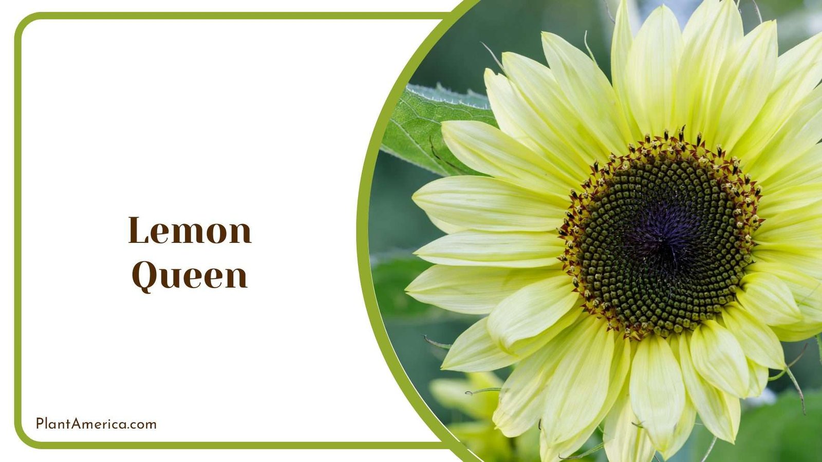 Lemon Queen Floral Beauty Plant America