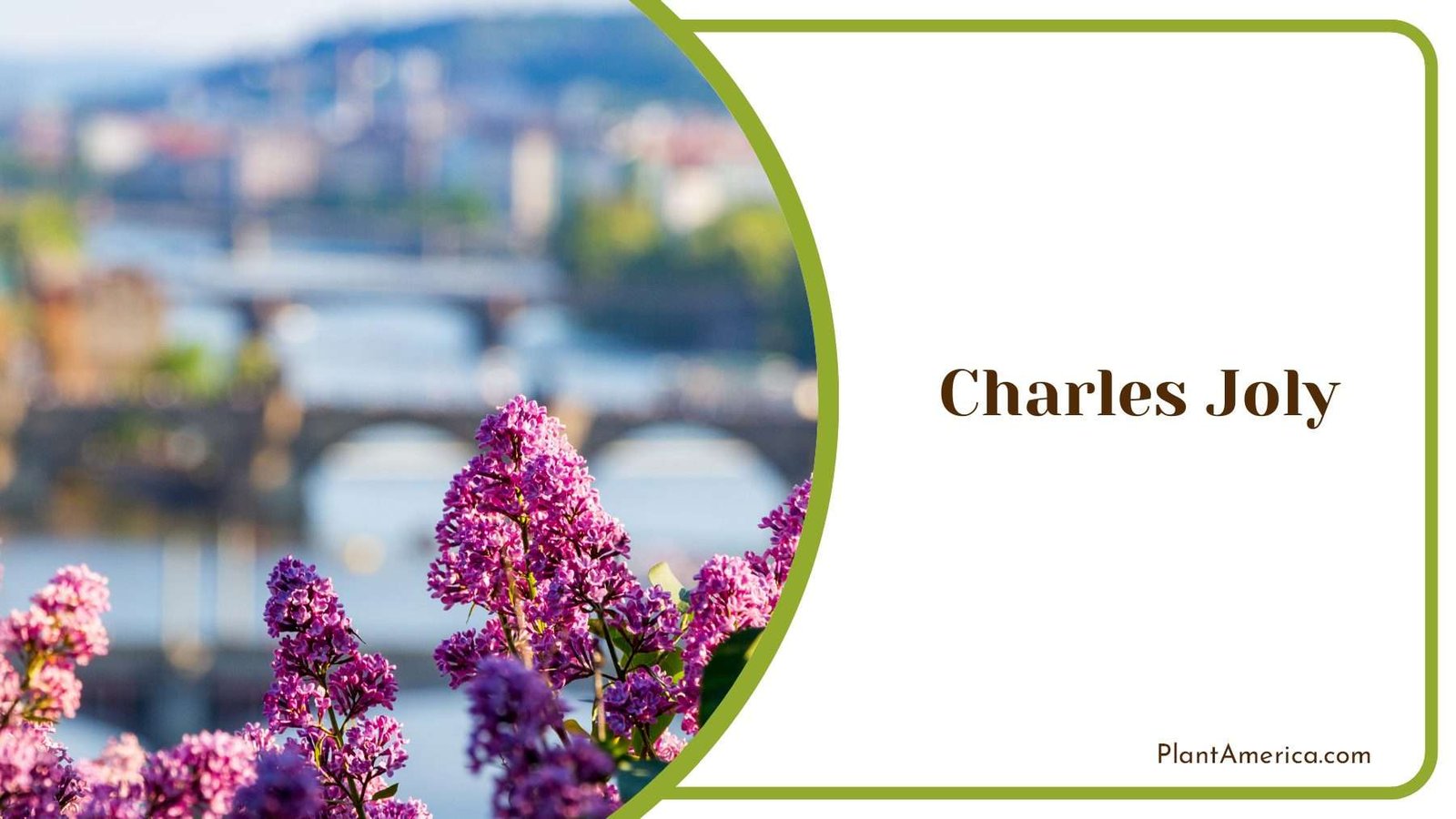 Lilac Charles Joly Plant America