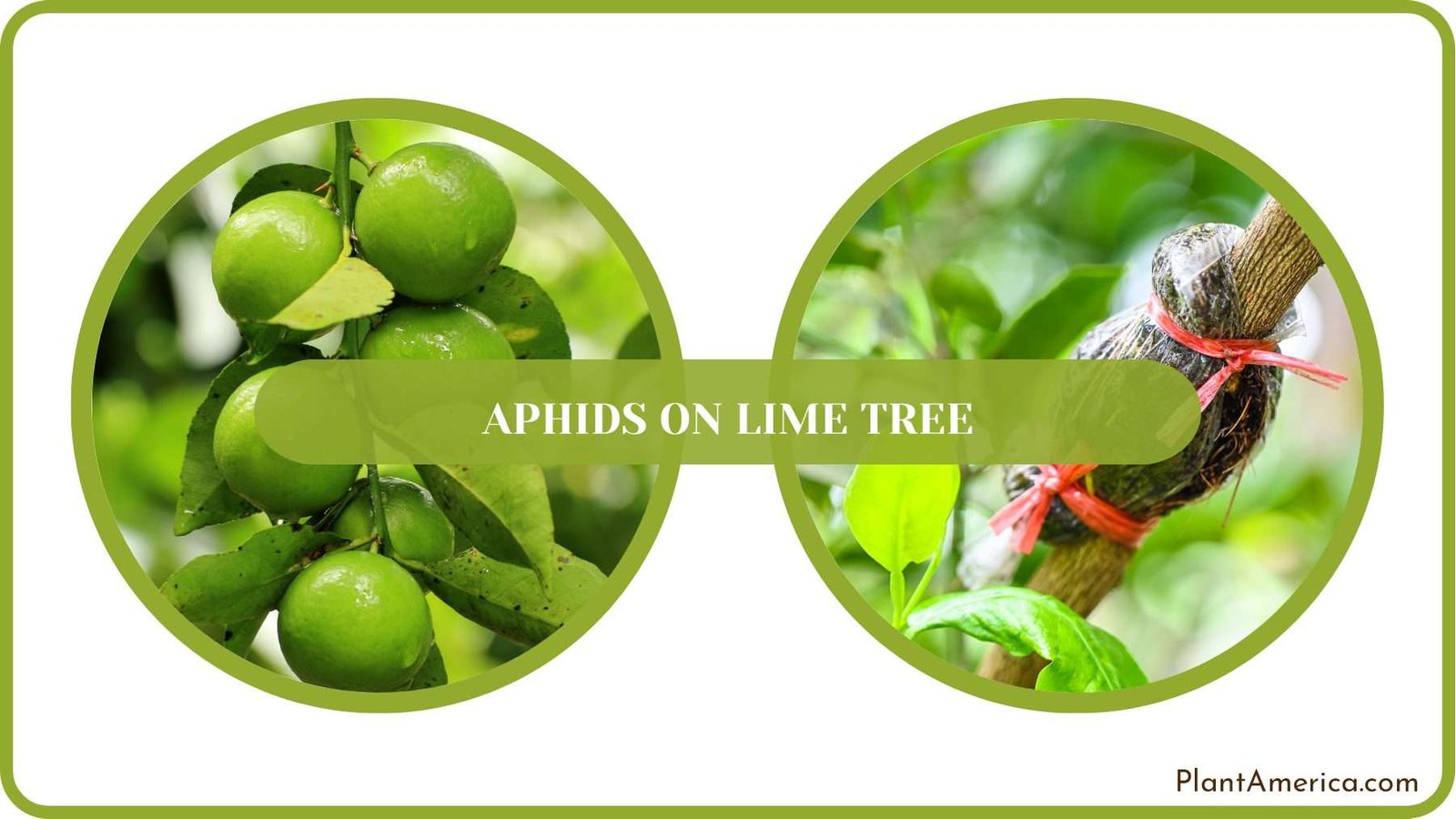 Lime Tree Care PlantAmerica