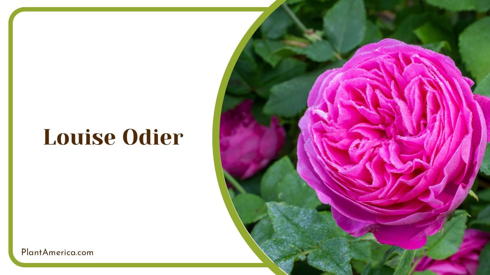 Louise Odier Pink Roses Plant America