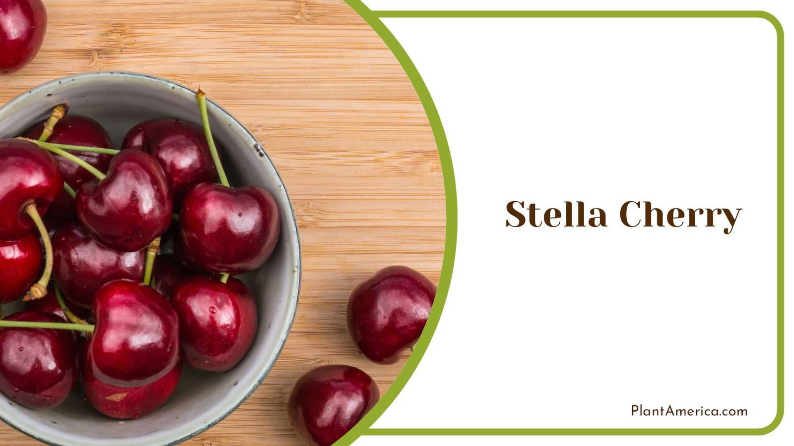 Love In Bloom Nurturing Stella Cherry With Care Love In Bloom Nurturing Stella Cherry With Care