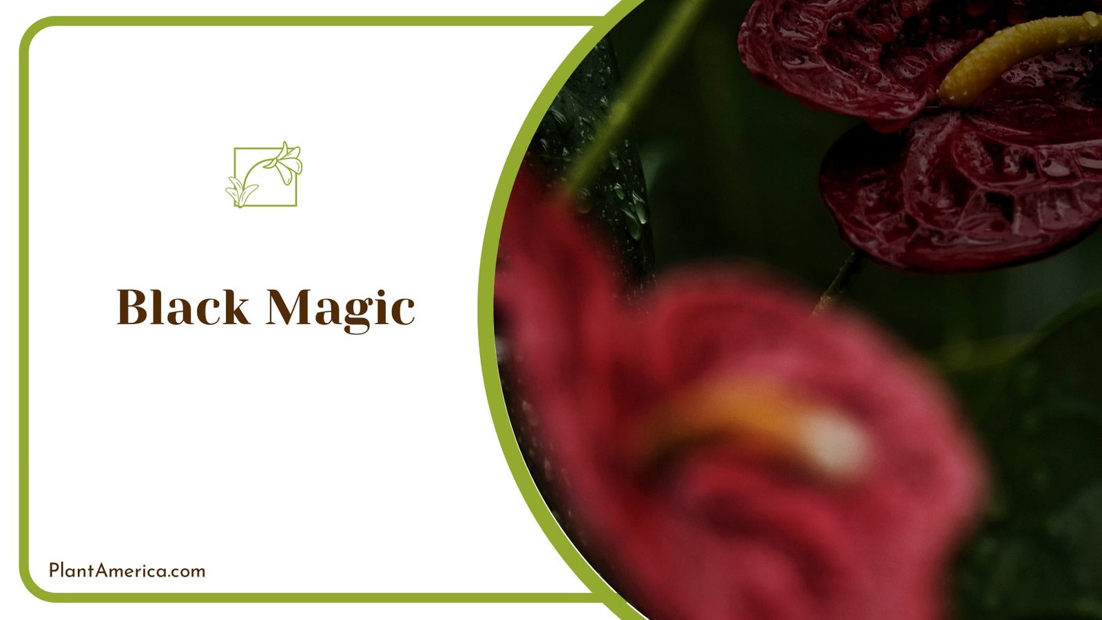 Lovely Black Magic Anthurium for Inside of House ~ PlantAmerica