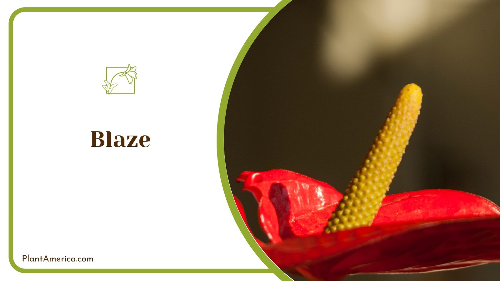 Magnificent Blaze Anthurium Perfect for Inside ~ PlantAmerica