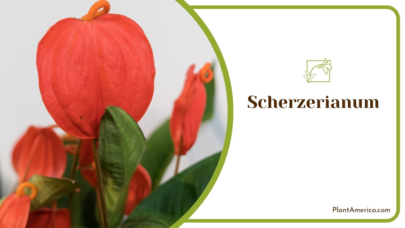 Majestic Scherzerianum Anthurium Perfect for Interior ~ PlantAmerica