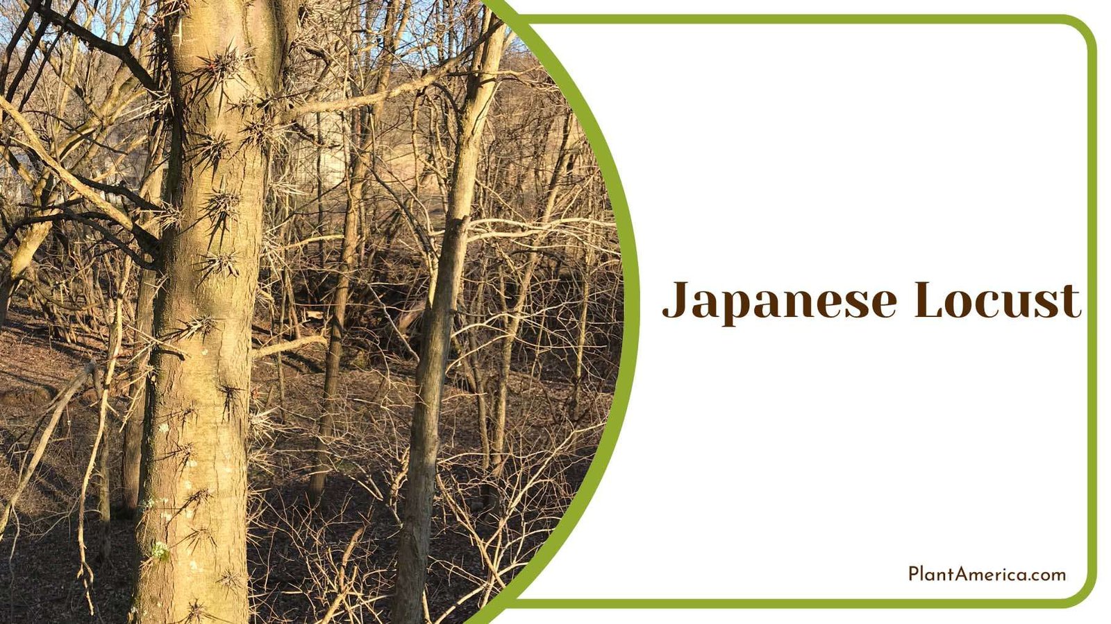 Majesty Of The Japanese Locust Plant America