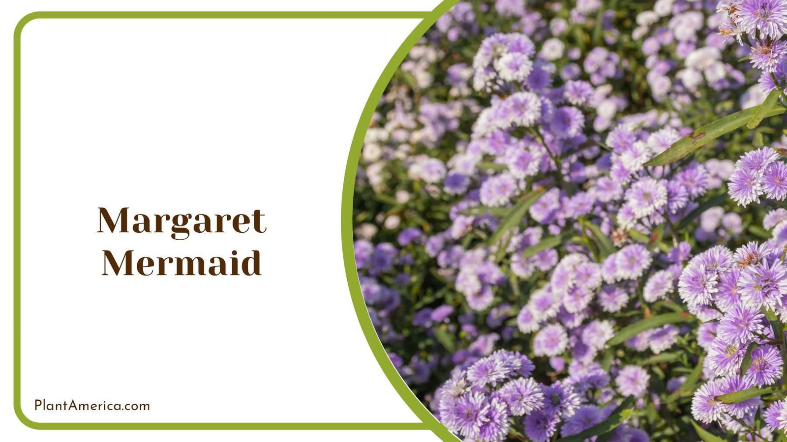 Margaret Mermaid Flowers Plant America