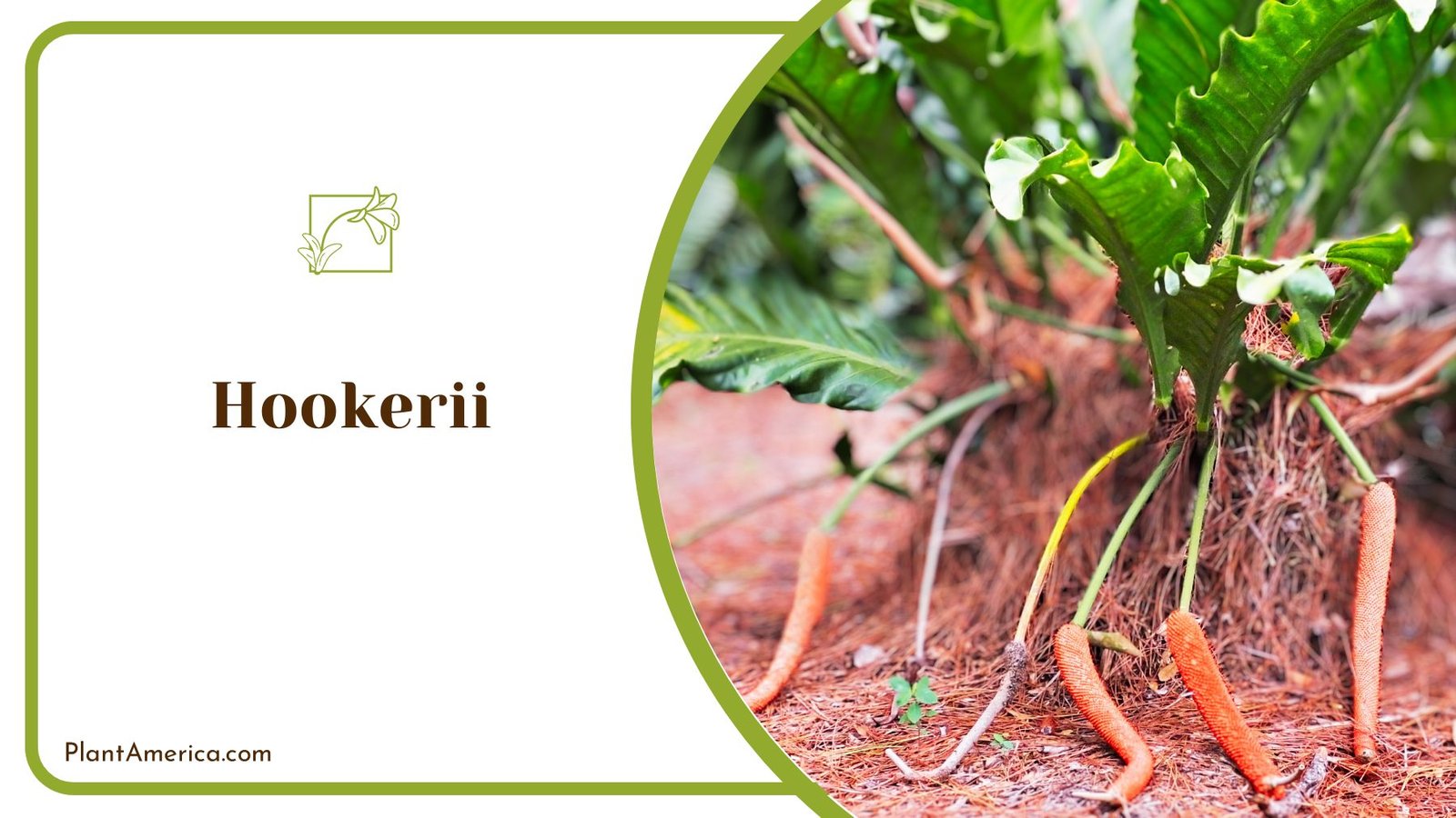 Marvelous Inside Home Hookerri Anthurium ~ PlantAmerica