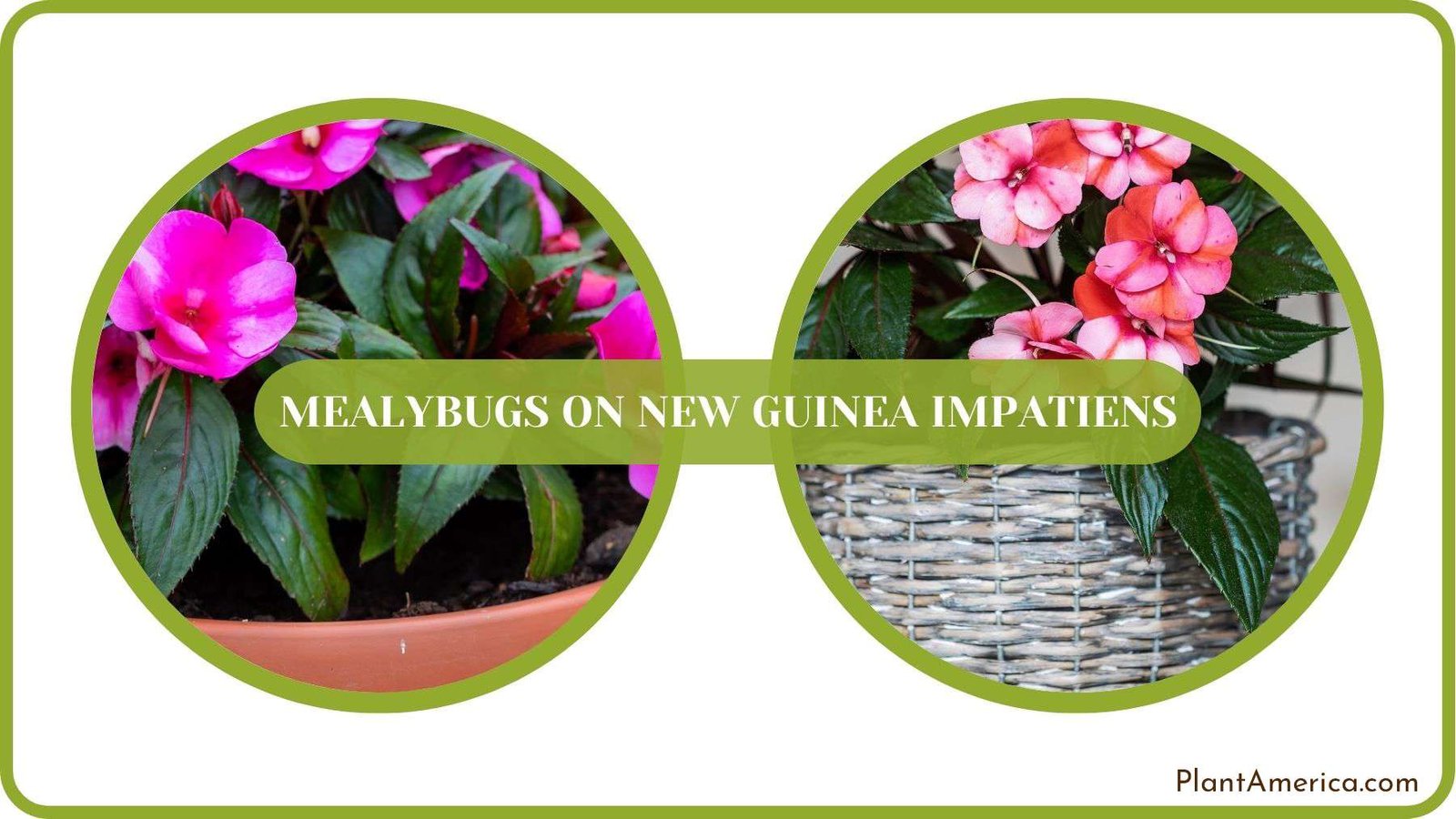 Mealybugs on New Guinea Impatiens Details Plant America Mealybugs on New Guinea Impatiens Details Plant America