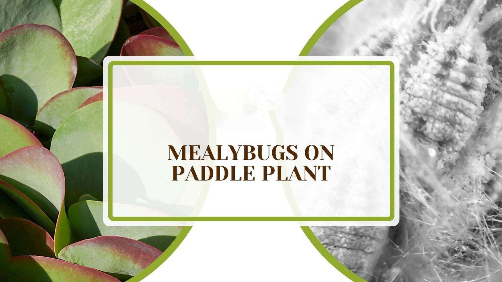 Mealybugs on Paddle Plant Plant America