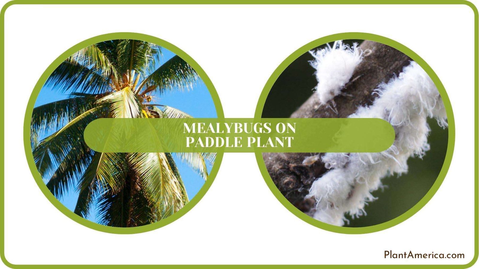 Mealybugs on Paddle Plant Solved Plant America