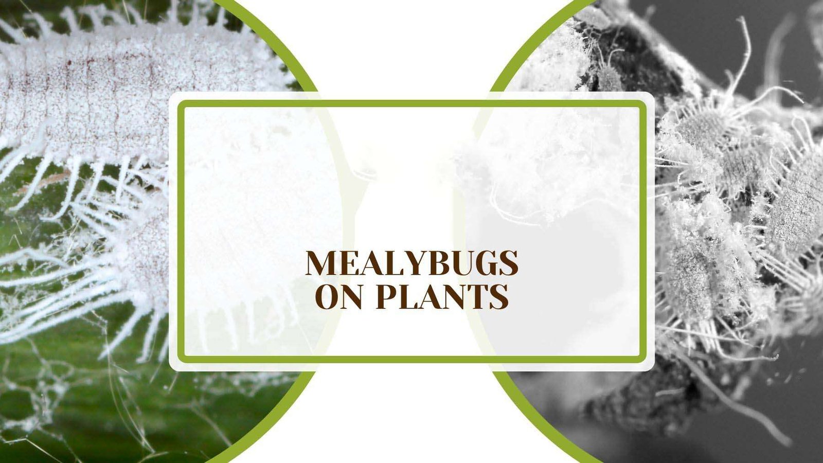 Mealybugs on Plants Plant AmericaQ Mealybugs on Plants? Get Rid of Them With Easy Solutions