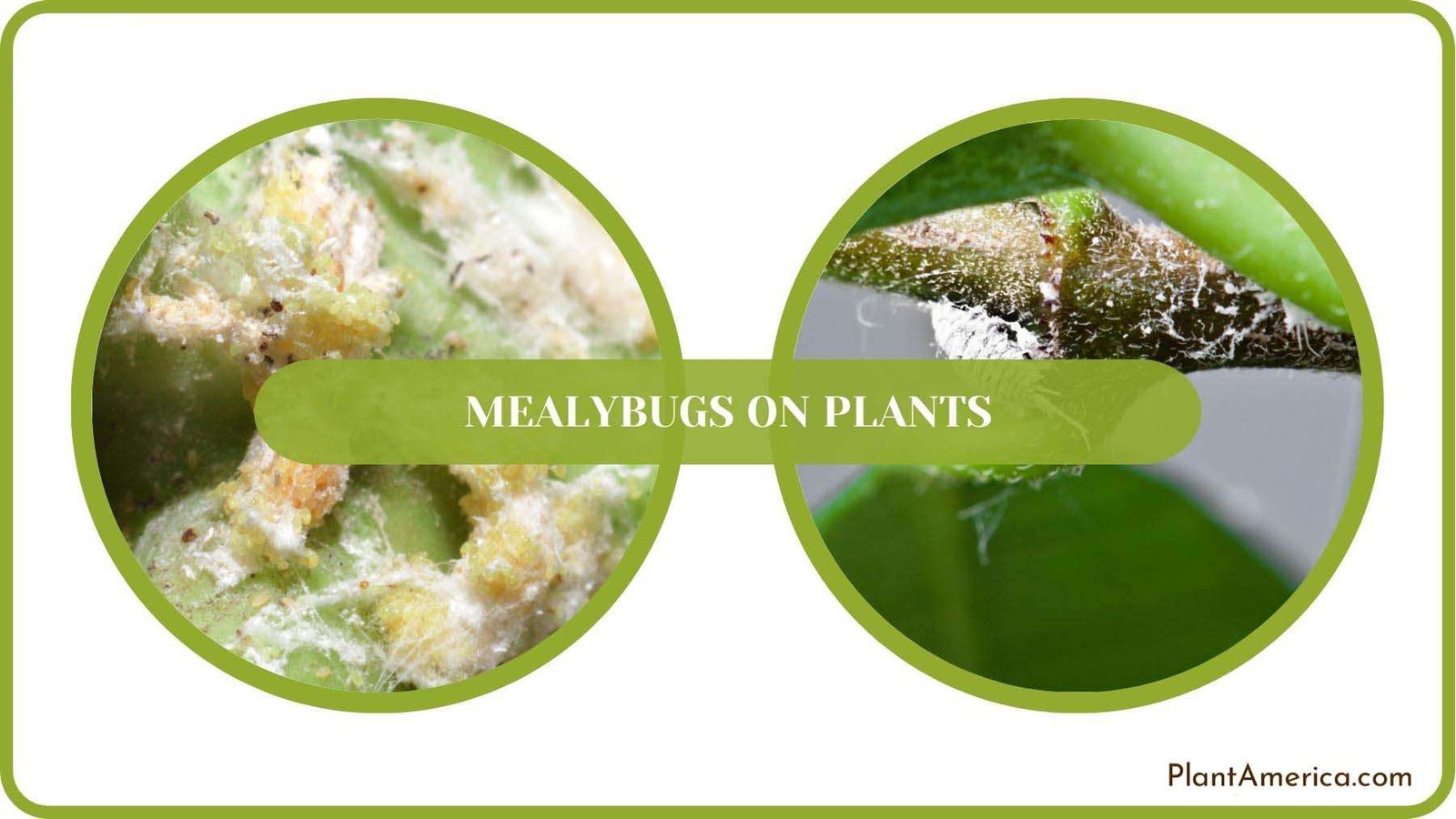 Mealybugs on Plants Solved Plant America Mealybugs on Plants Solved Plant America