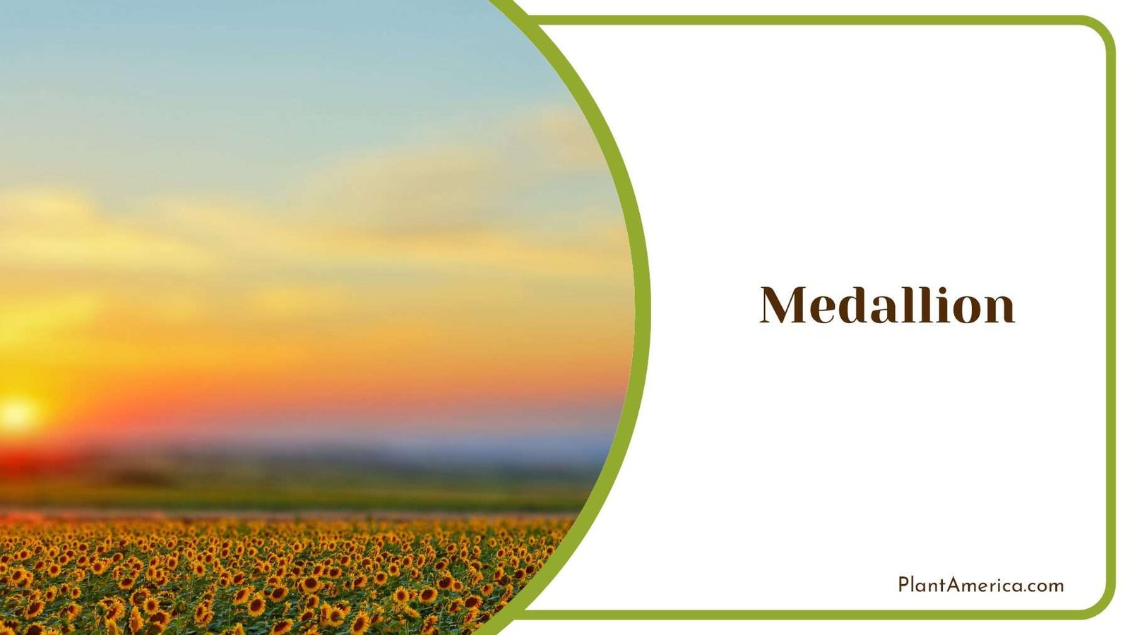 Medallion At Sunset Plant America