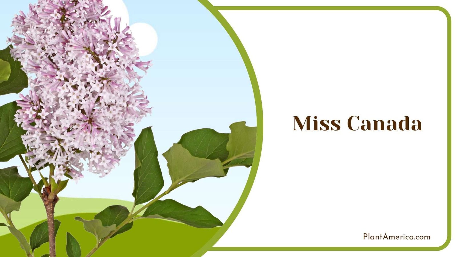 Miss Canada Lilac Plant America
