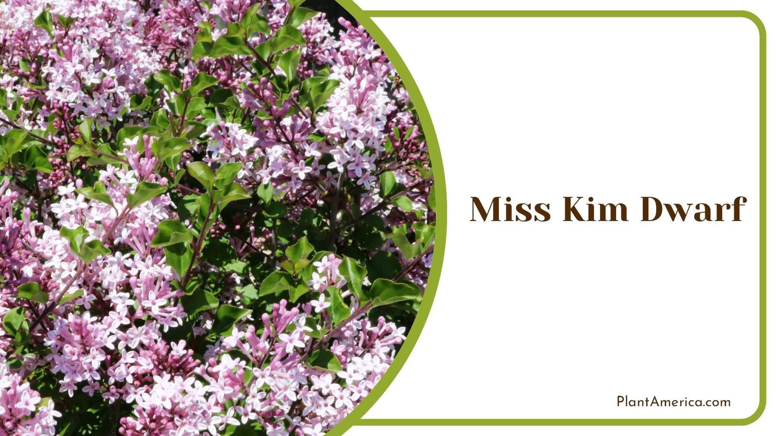 Miss Kim Dwarf Shrub Plant America