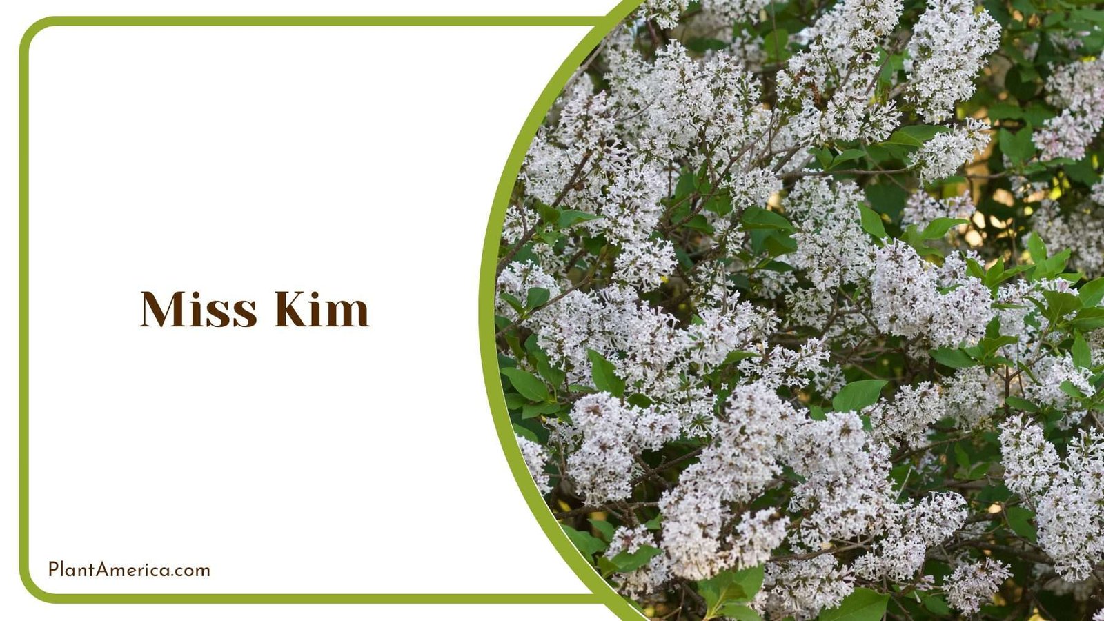 Miss Kim Lilac White Plant America