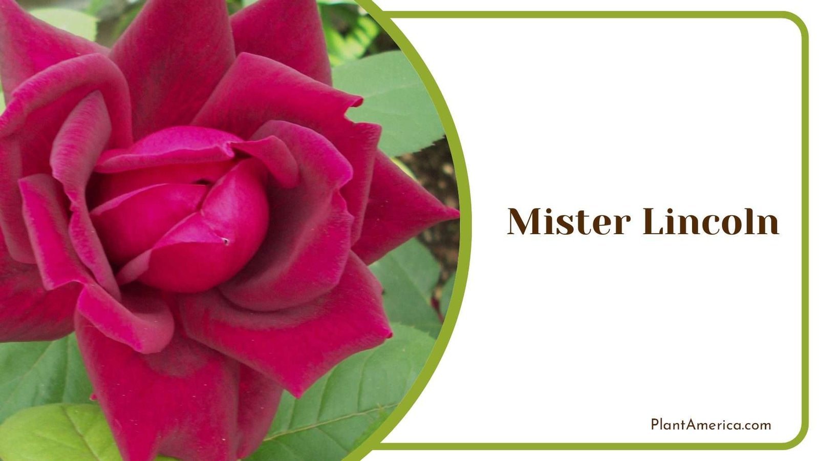 Mister Lincoln Red Fragrant Rose Plant America