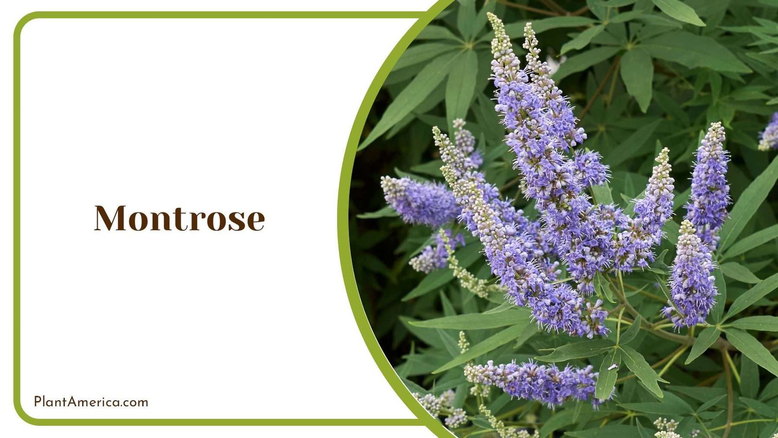 Montrose Tiny Flowers Green Leaves Plant America