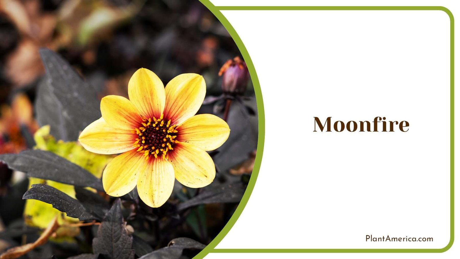 Moonfire Blooms Plant America