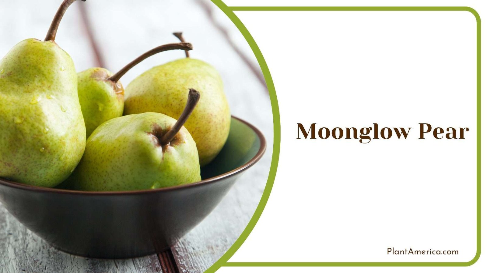 Moonglow Pear Growing Radiant Beauty With Care Moonglow Pear Growing Radiant Beauty With Care