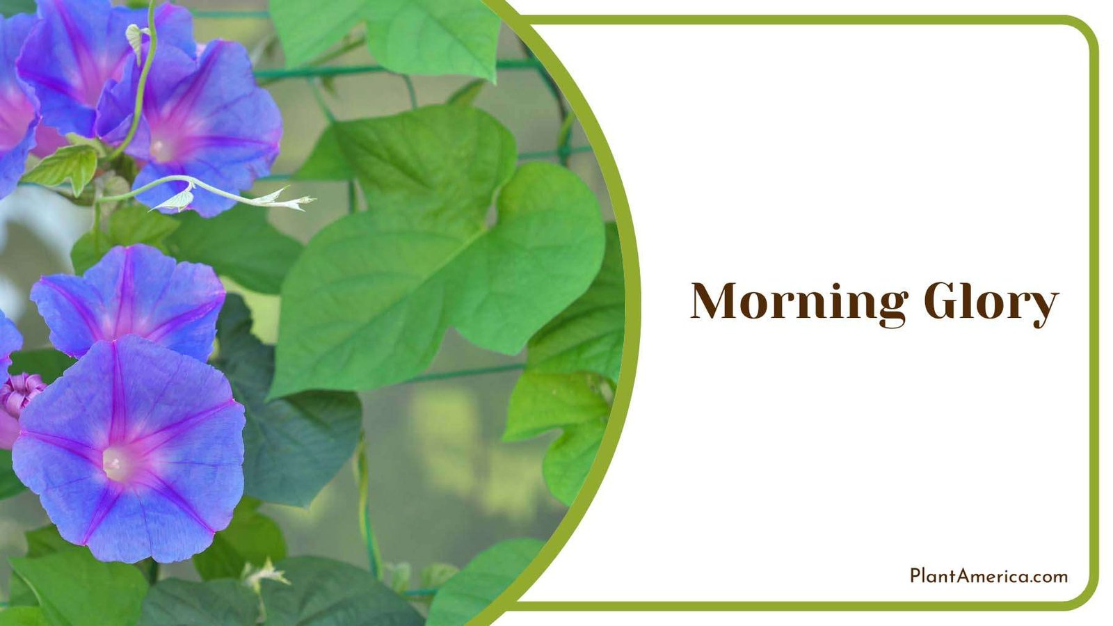 Morning Glory With Purple Flowers Plant America Morning Glory With Purple Flowers Plant America