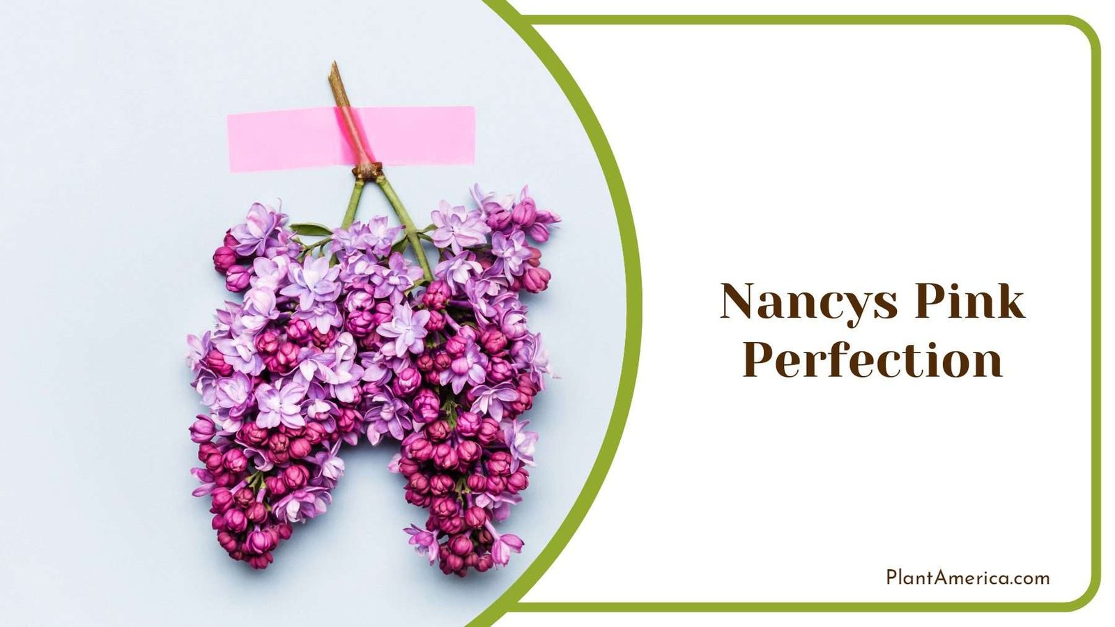 Nancys Pink Perfection Lilac Plant America