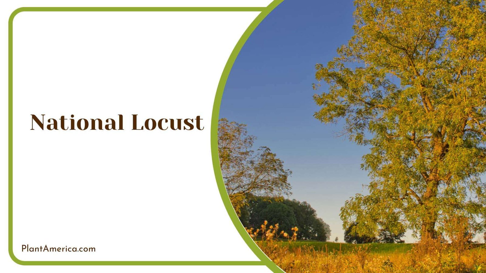 National Locust Plant America