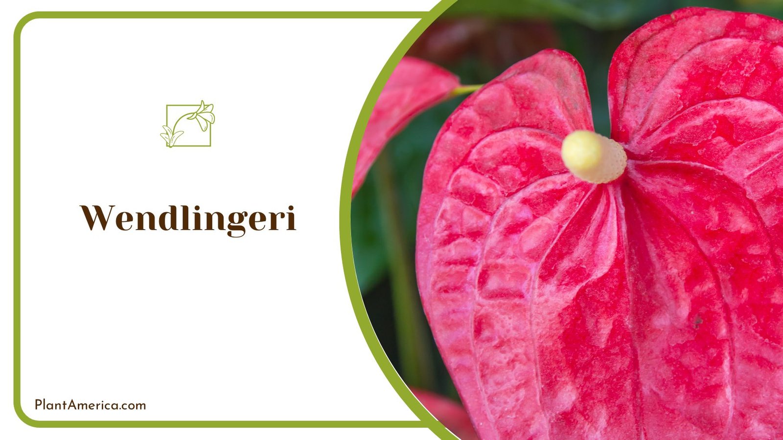 Outstanding Inner Plant Wendlingeri Anthurium ~ PlantAmerica
