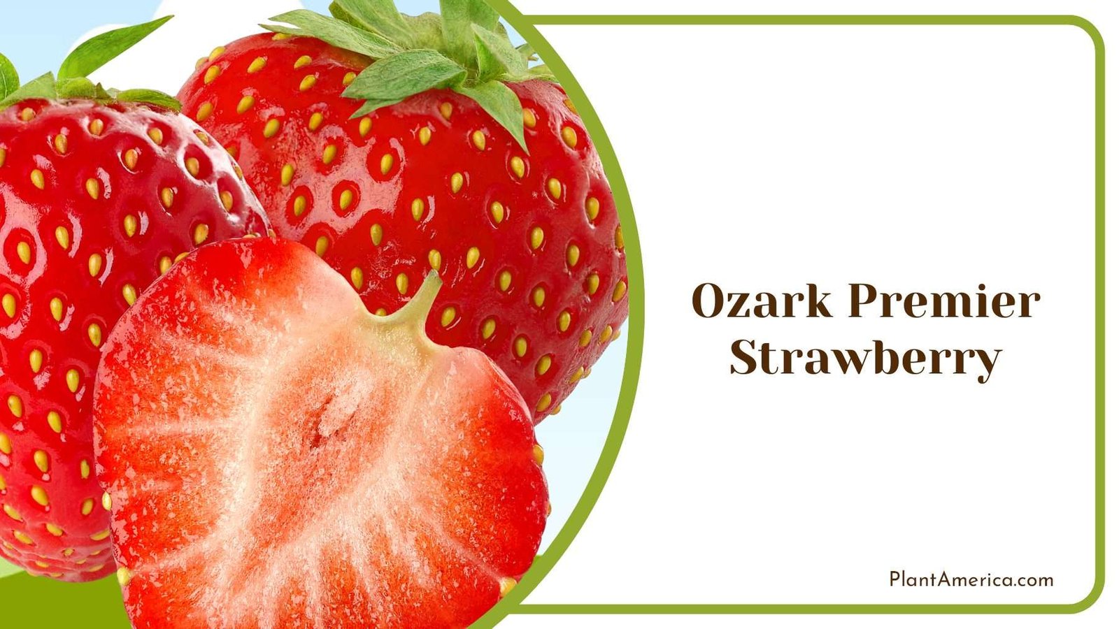 Ozark Premier Strawberry Cultivating Exceptional Quality Ozark Premier Strawberry Cultivating Exceptional Quality