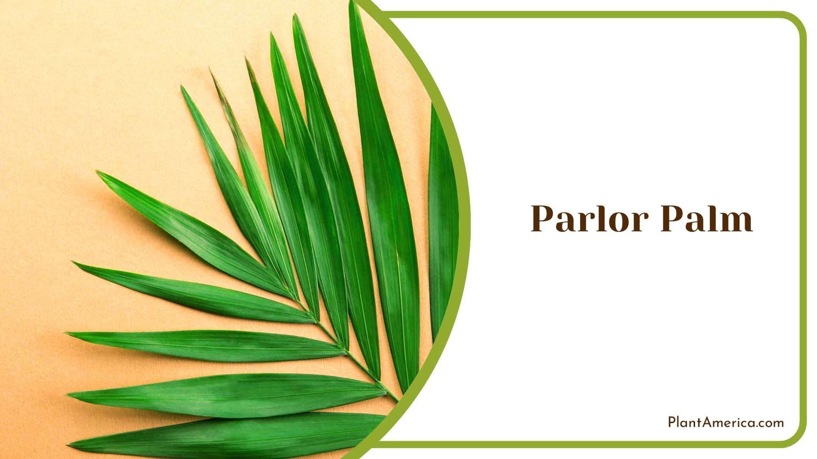 Parlor Palm Tropical Elegance Plant America